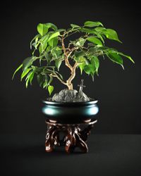 Shohin bonsai