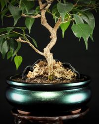 Ficus Shohin Wurzel Experiment