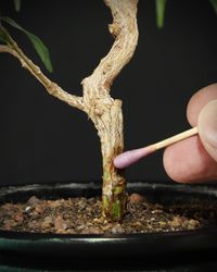 Ficus Benjamina Luftwurzel Experiment
