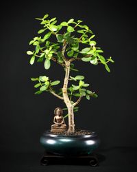 Geldbaum Bonsai