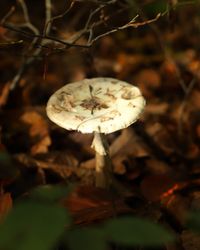 Nature_Mushroom05